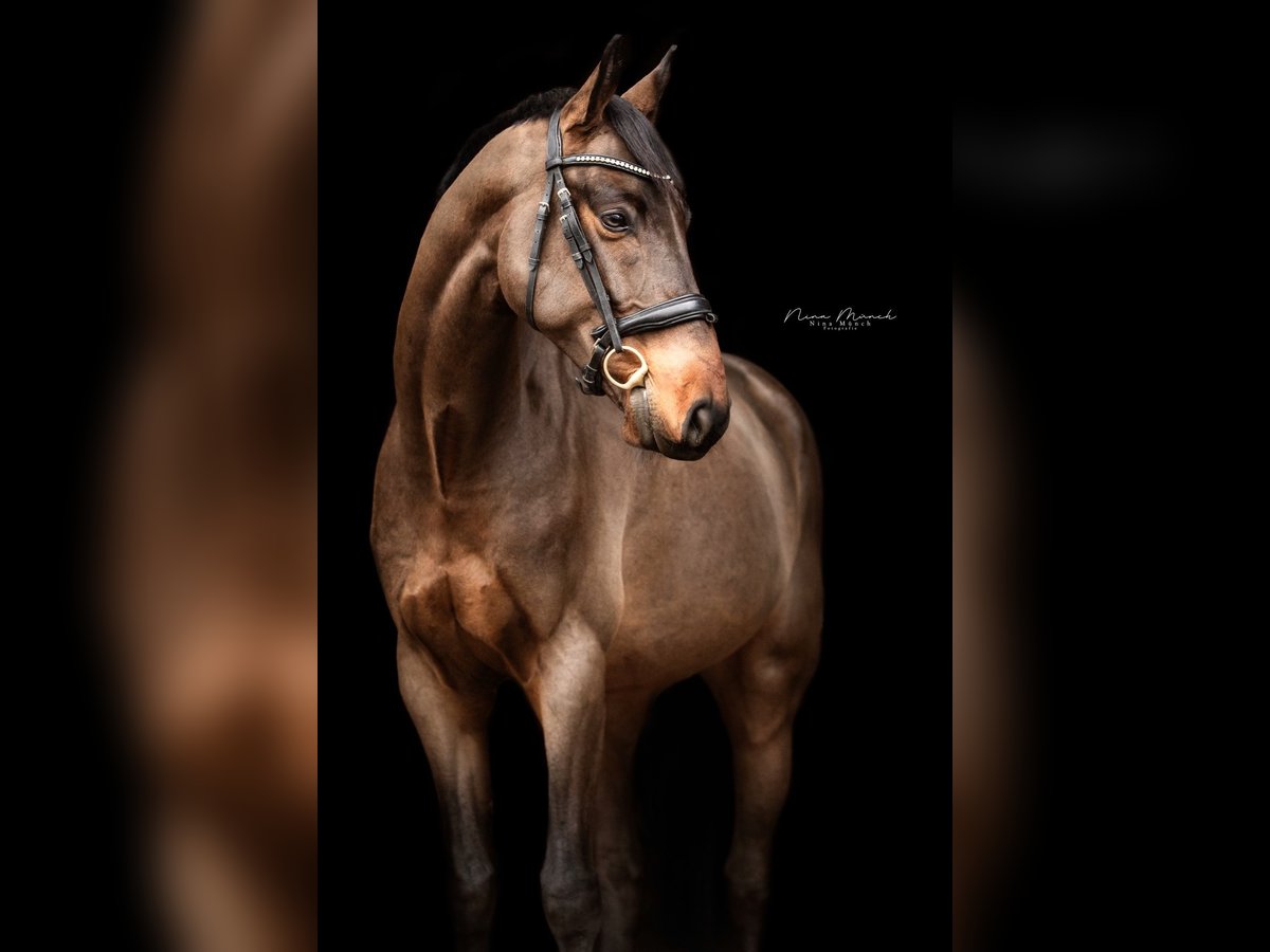 German Sport Horse Gelding 5 years 16,2 hh Brown in Kümmersbruck