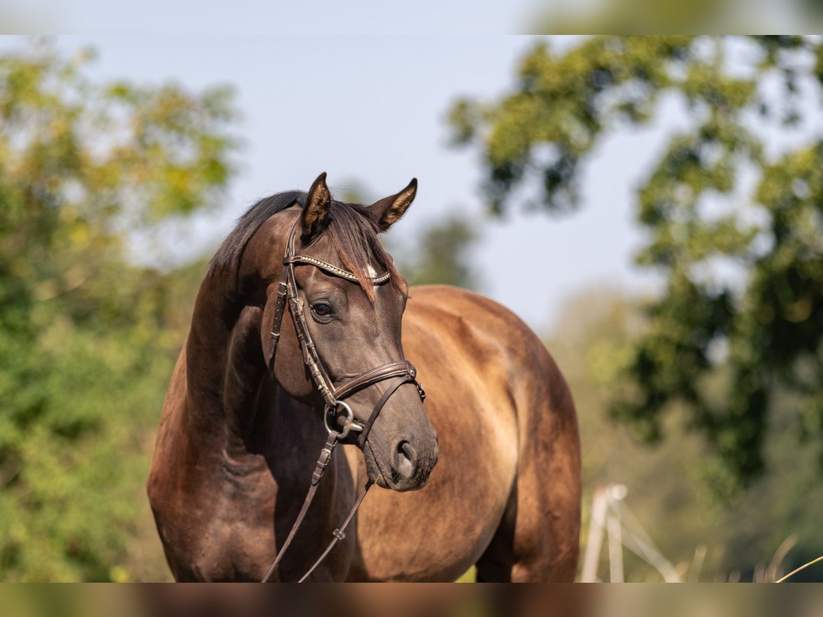 German Sport Horse Gelding 5 years 16,2 hh Smoky-Black in Kraiburg am Inn