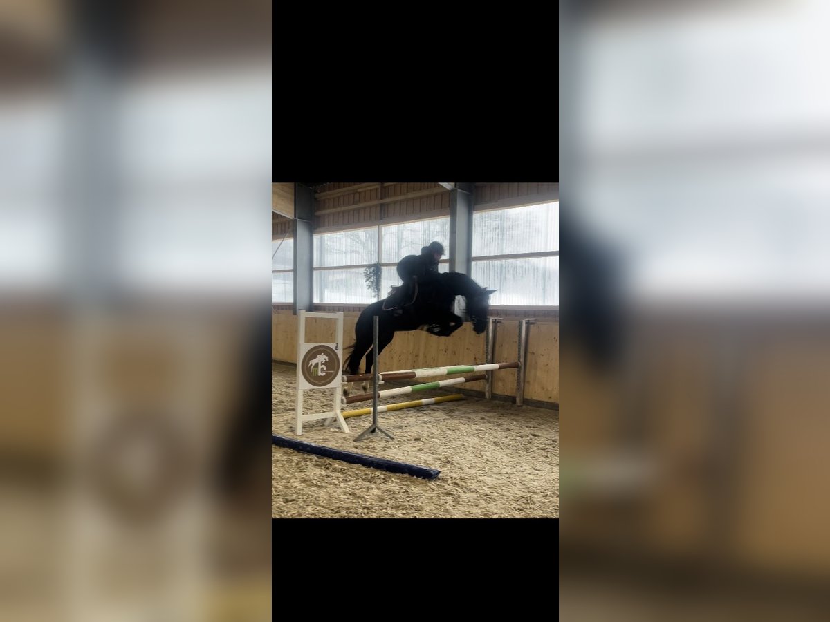 German Sport Horse Gelding 5 years 16 hh Black in Meinerzhagen