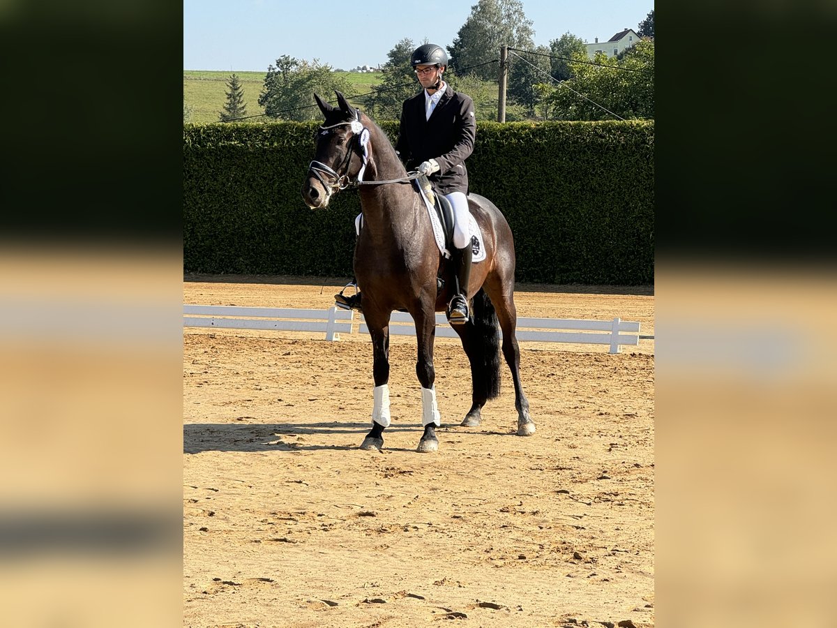 German Sport Horse Gelding 5 years 16 hh Brown in Priestewitz