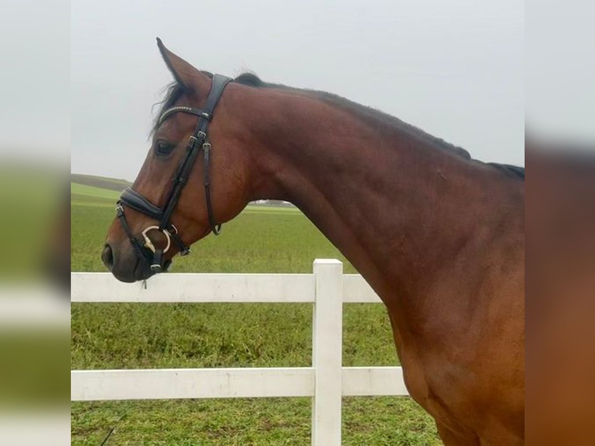 German Sport Horse Gelding 5 years 16 hh Brown in Allershausen