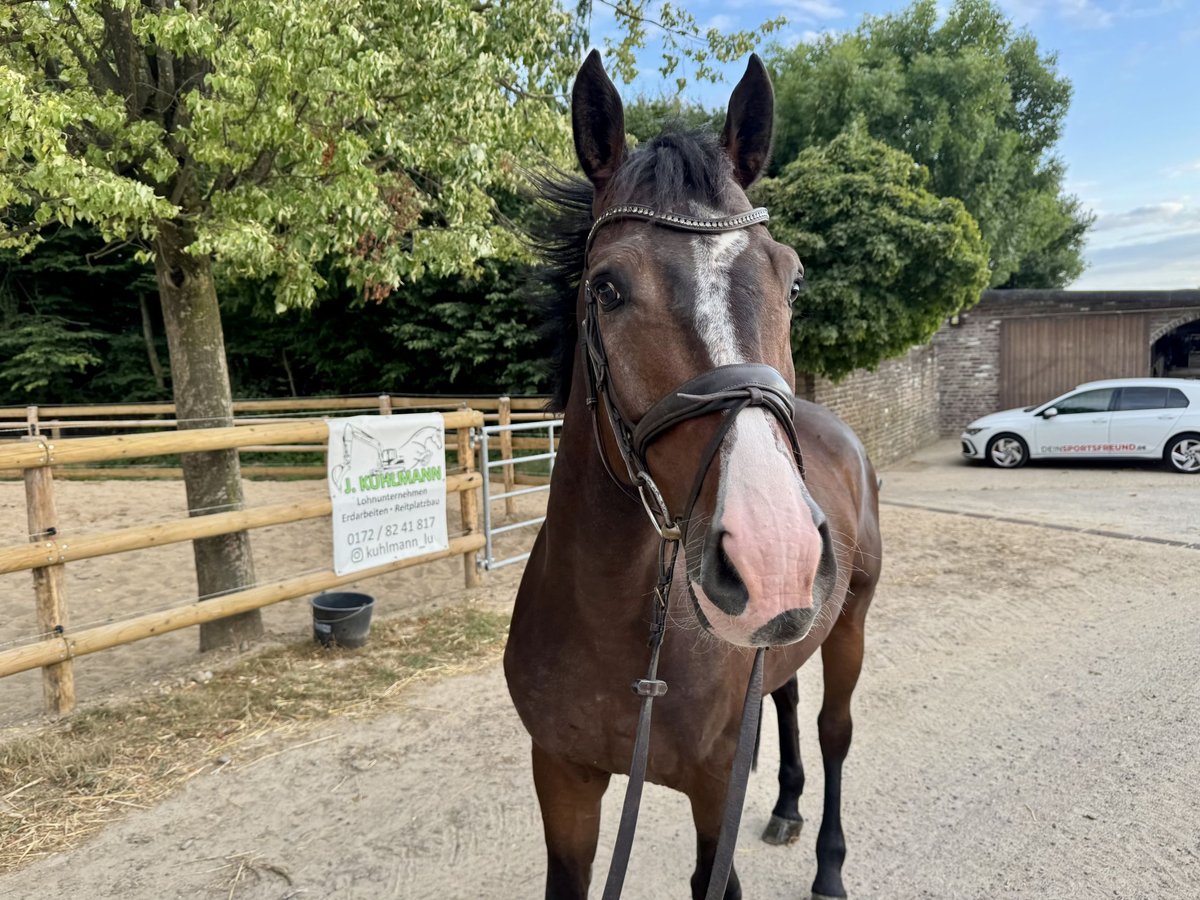 German Sport Horse Gelding 5 years 16 hh Brown in Grevenbroich