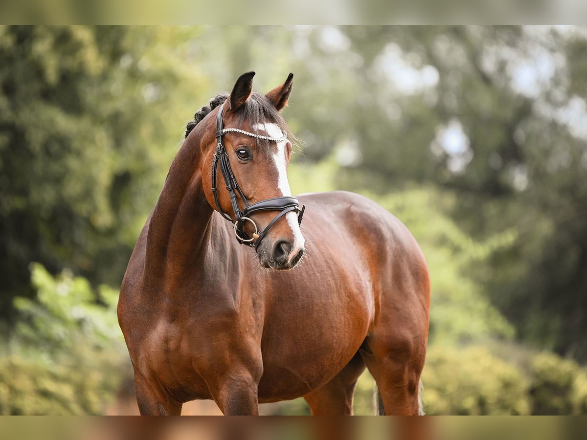 German Sport Horse Gelding 5 years 16,1 hh Brown in Riedstadt