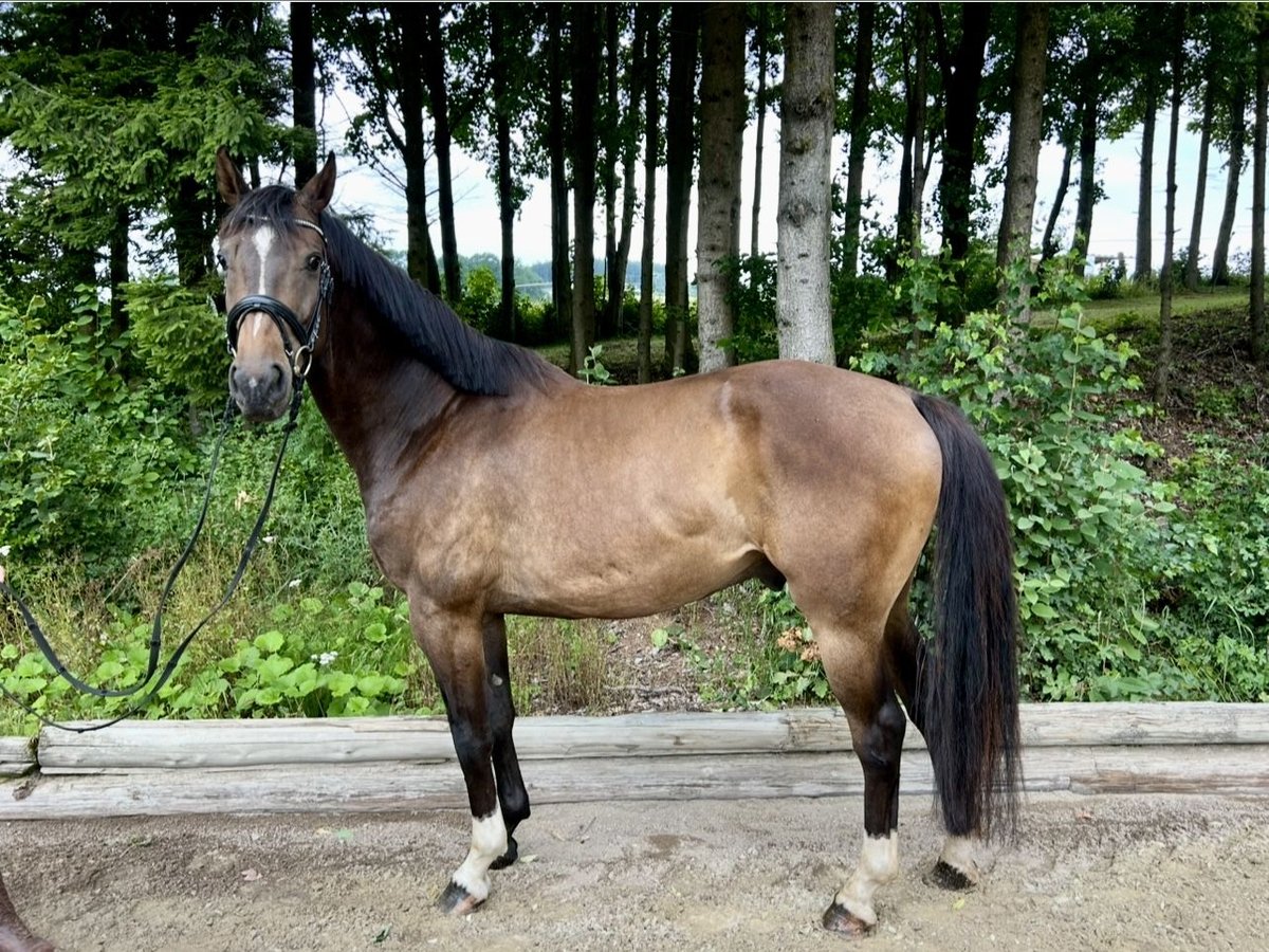 German Sport Horse Gelding 5 years 16,1 hh Brown in pelmberg