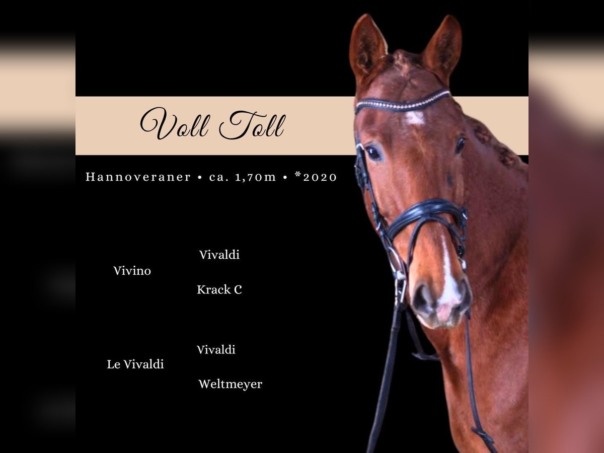 German Sport Horse Gelding 5 years 16,1 hh Chestnut-Red in Nidda