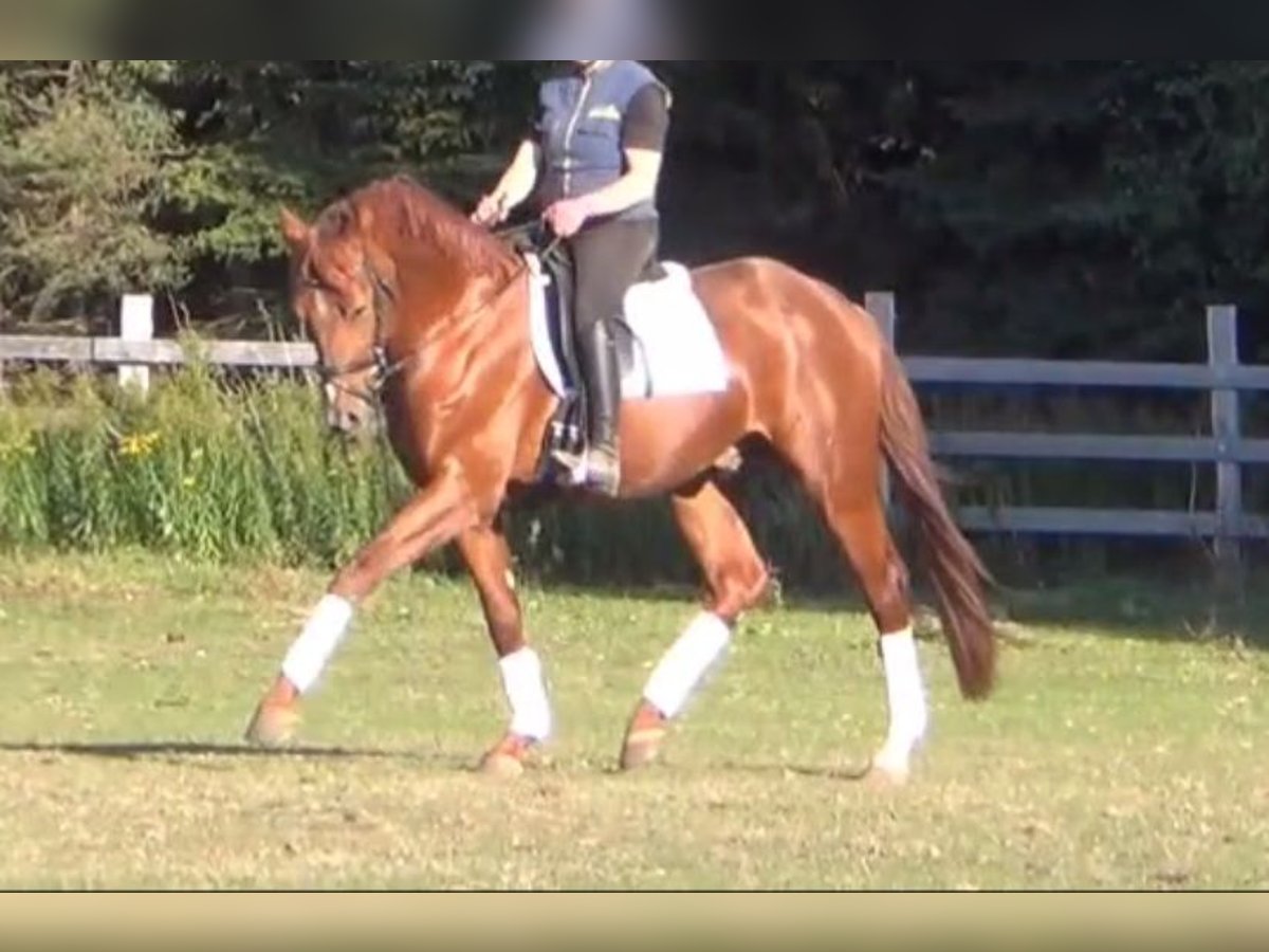 German Sport Horse Gelding 5 years 16,1 hh Chestnut-Red in L&#xFC;neburg