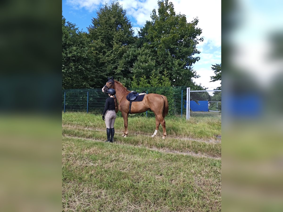 German Sport Horse Gelding 5 years 16,2 hh Chestnut-Red in Bremerhaven