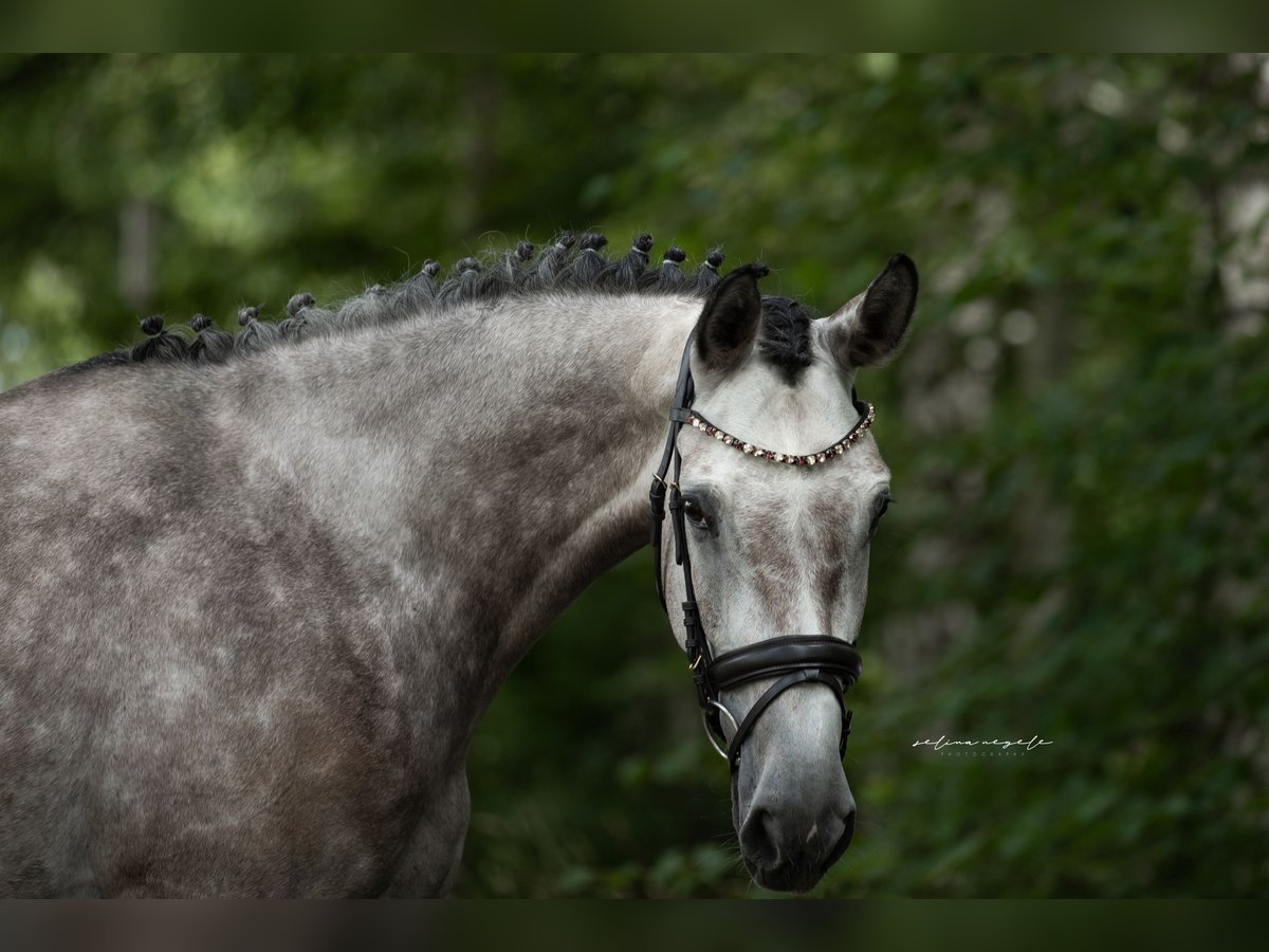 German Sport Horse Gelding 5 years 16,2 hh Gray in Illertissen