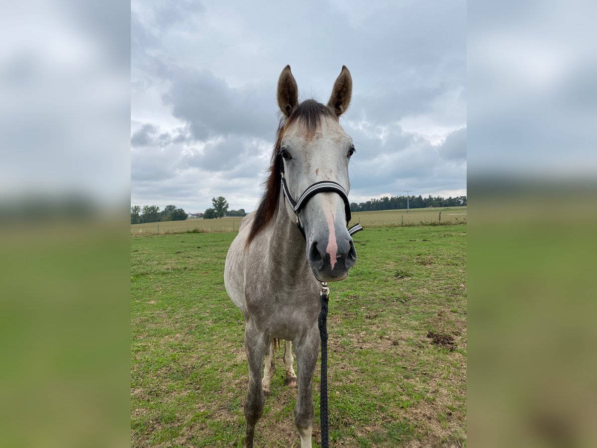 German Sport Horse Gelding 5 years 16,2 hh Grey in Schopfloch