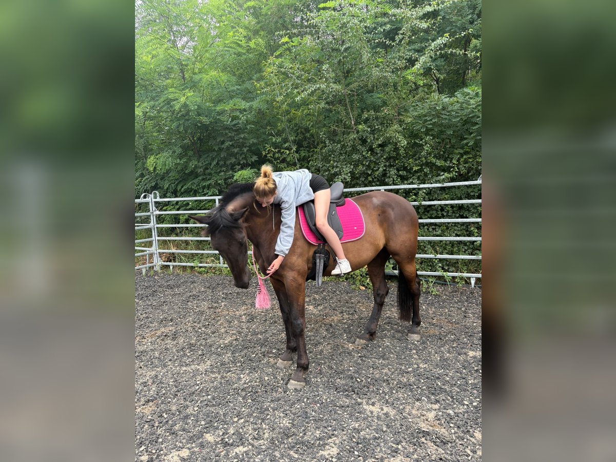 German Sport Horse Mix Gelding 5 years 16,3 hh Brown in Hohenm&#xF6;lsen
