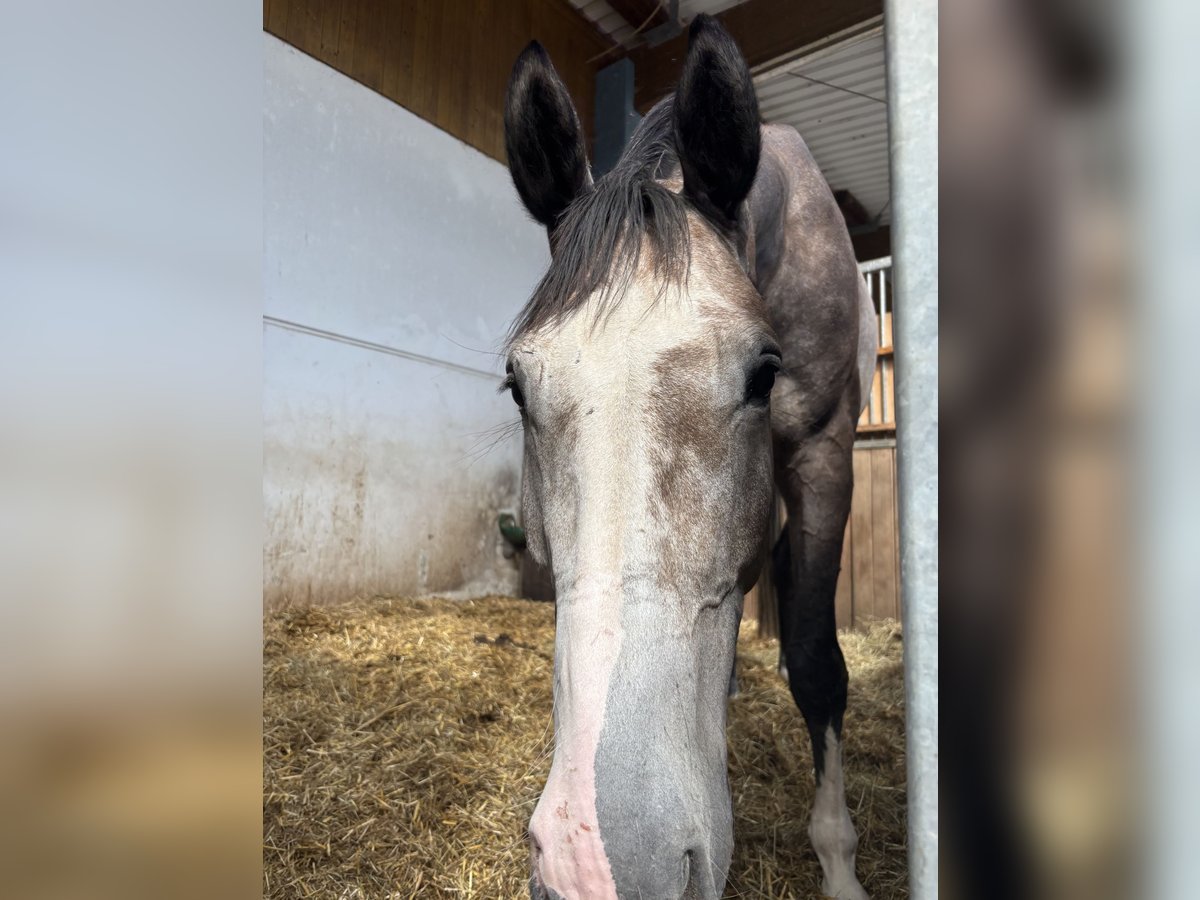 German Sport Horse Gelding 5 years 16,3 hh in Veitsbronn German Sport Horse Gelding 5 years 16,3 hh in Veitsbronn