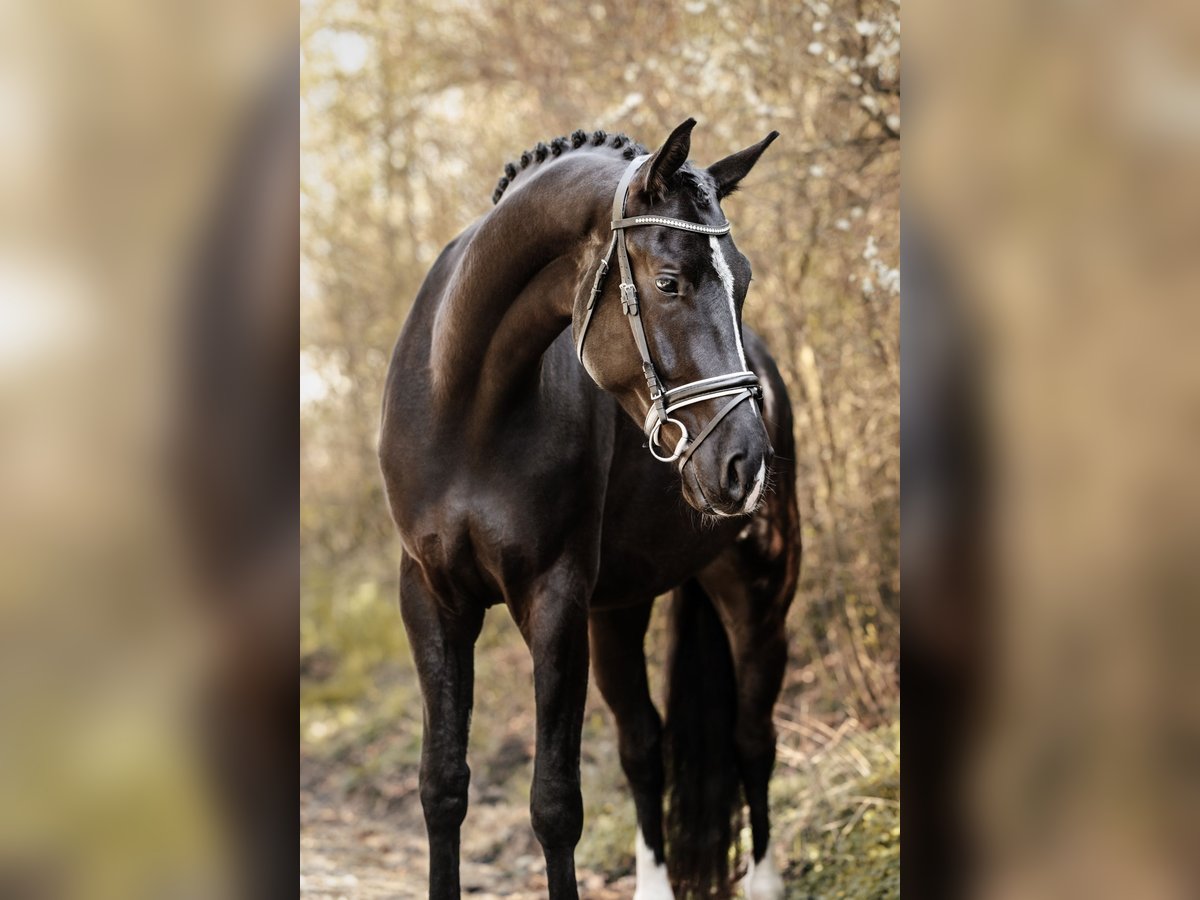 German Sport Horse Gelding 5 years 17,1 hh Black in Waldenbuch