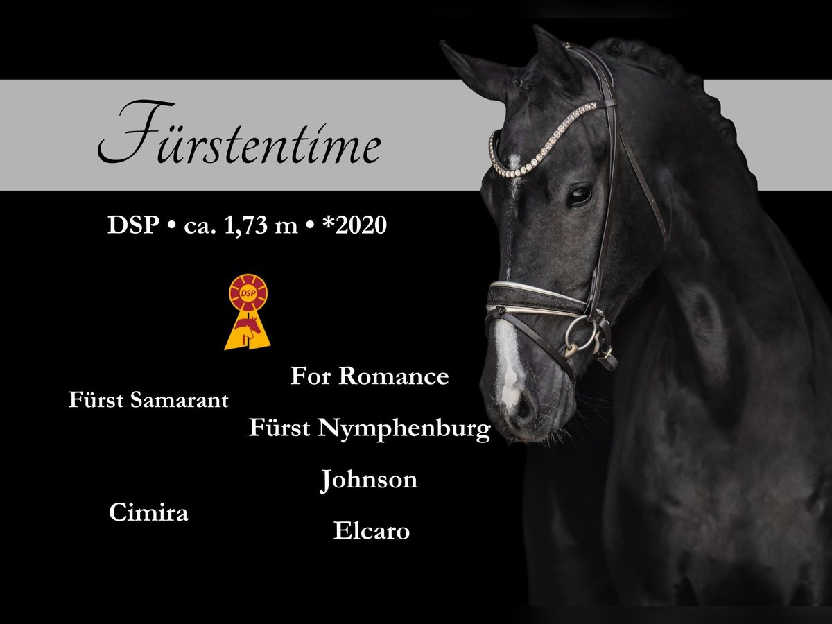 German Sport Horse Gelding 5 years 17 hh Black in Wehringen