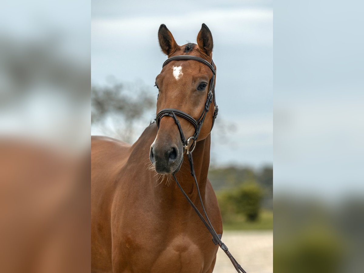 German Sport Horse Gelding 5 years 17 hh Brown in Gomadingen