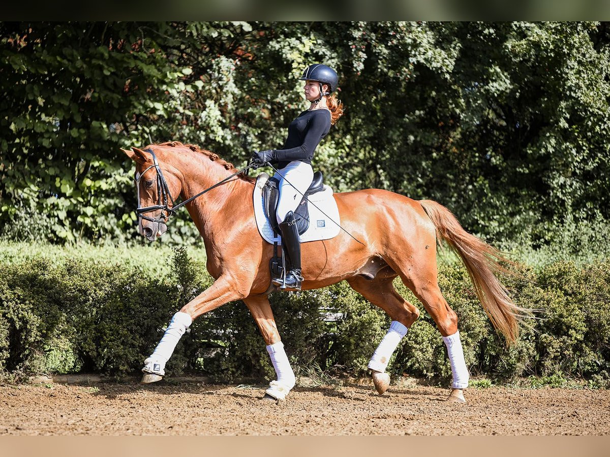 German Sport Horse Gelding 5 years 17 hh Chestnut-Red in Riedstadt