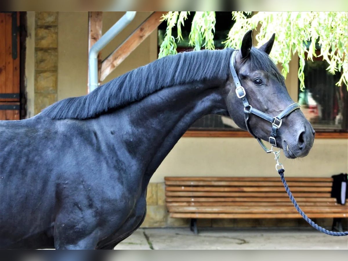 German Sport Horse Gelding 5 years 17,1 hh Black in Hammersbach