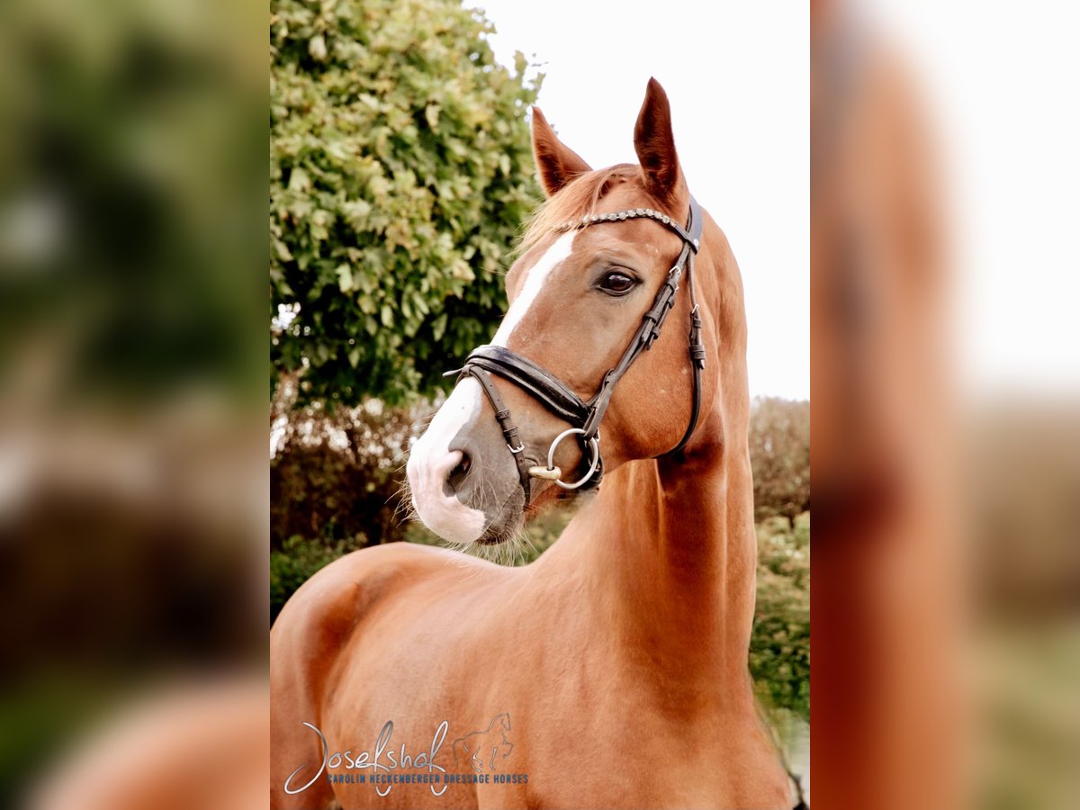 German Sport Horse Gelding 5 years 17,1 hh Chestnut-Red in Oberstadion