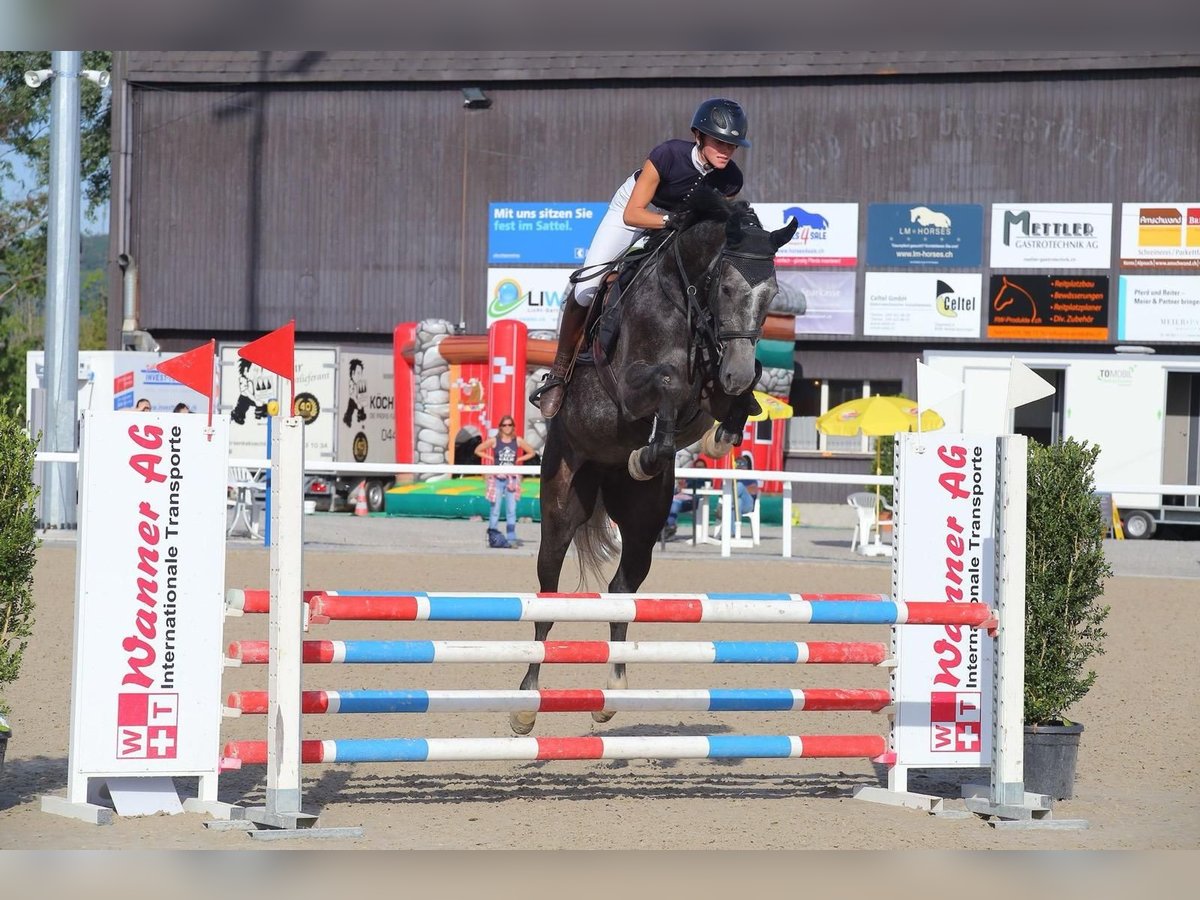 German Sport Horse Gelding 5 years Gray in Oberglatt ZH