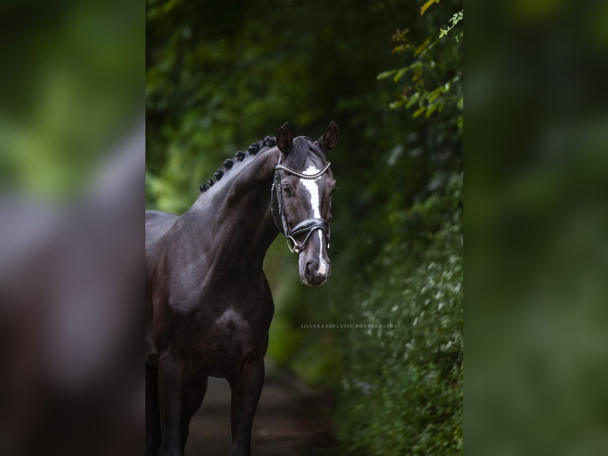 German Sport Horse Gelding 6 years 16,1 hh Black in Bruchsal