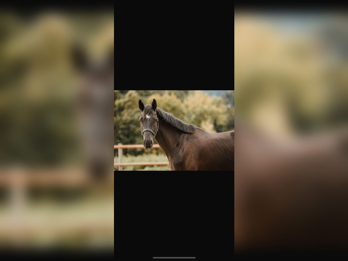 German Sport Horse Gelding 6 years 16,1 hh Black in Chur