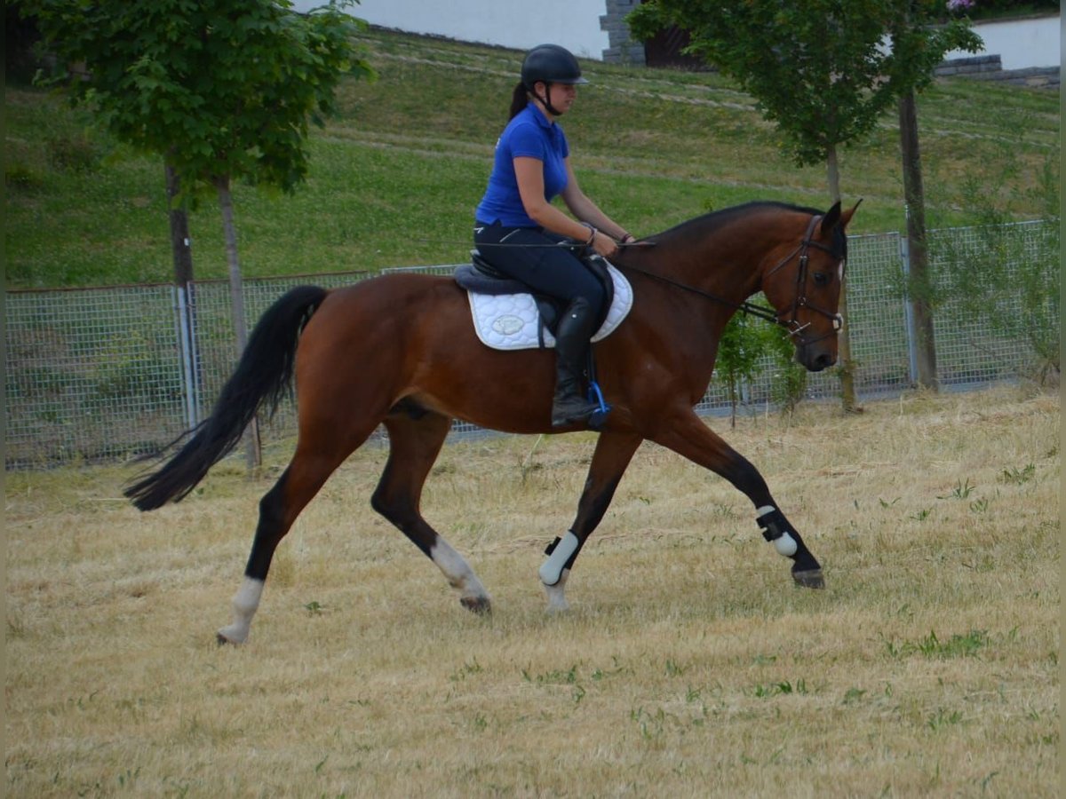 German Sport Horse Gelding 6 years 16,1 hh Brown in Arnstadt