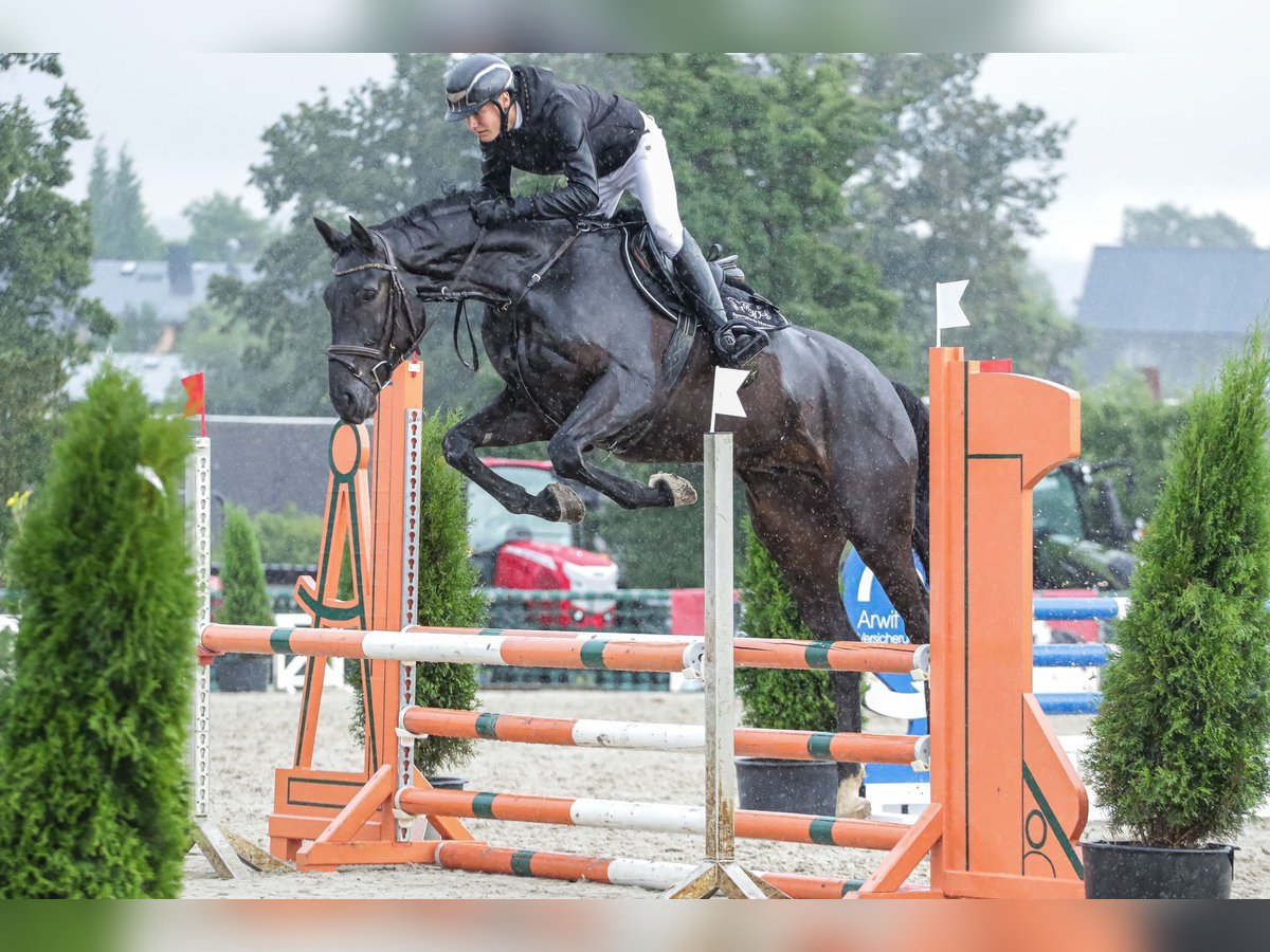 German Sport Horse Gelding 6 years 16,1 hh Smoky-Black in Schleiz