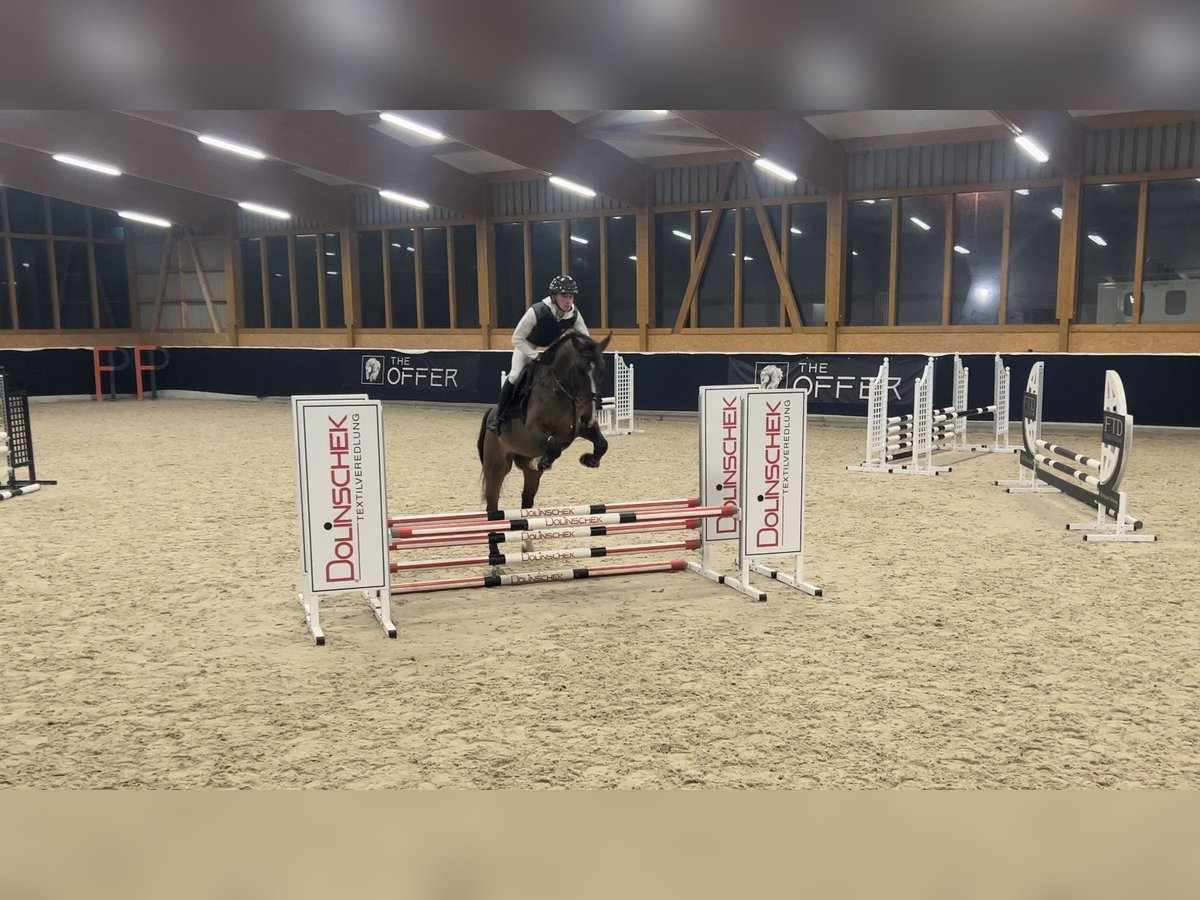 German Sport Horse Gelding 6 years 16,2 hh Bay-Dark in Mengen