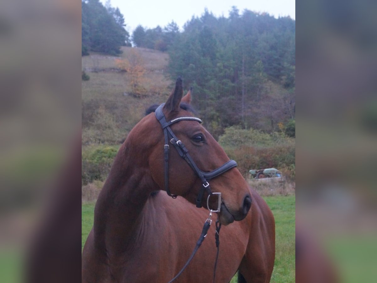 German Sport Horse Gelding 6 years 16,2 hh Brown in Schweinfurt