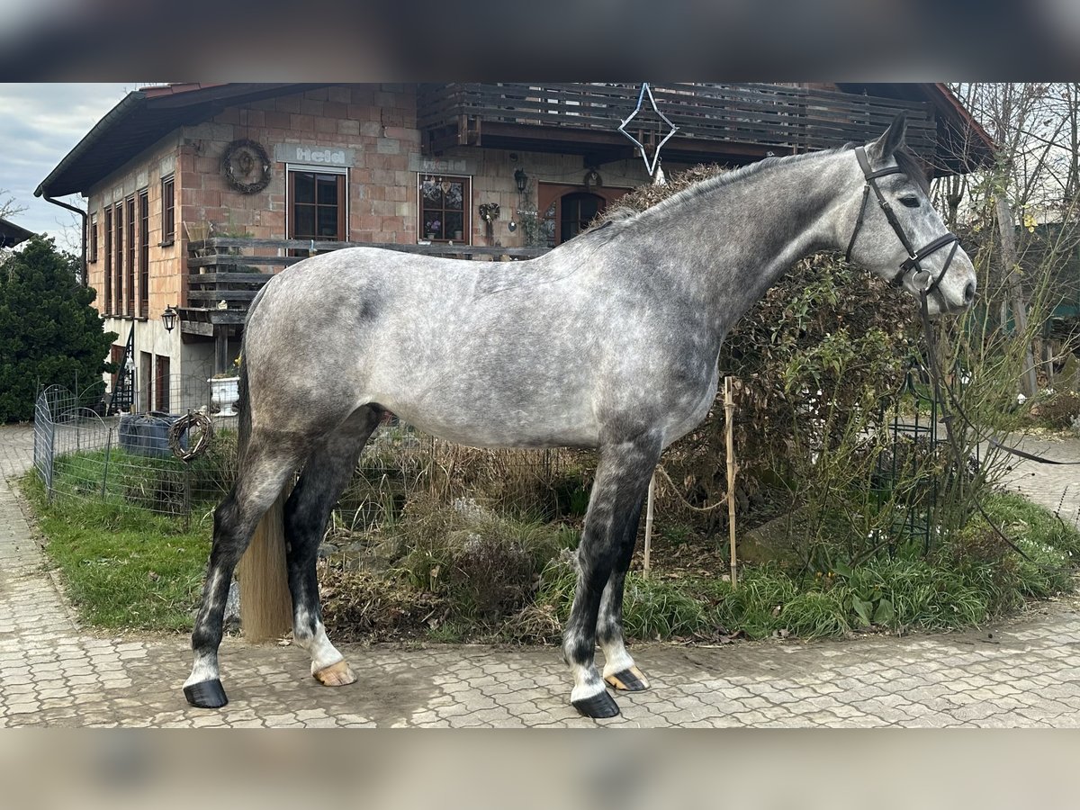German Sport Horse Gelding 6 years 16,3 hh Gray in Babenhausen