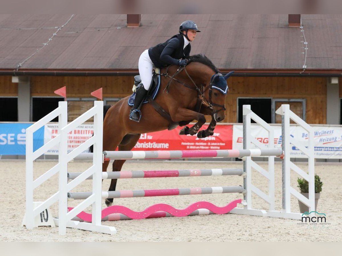 German Sport Horse Gelding 6 years 16 hh Brown in Loiching