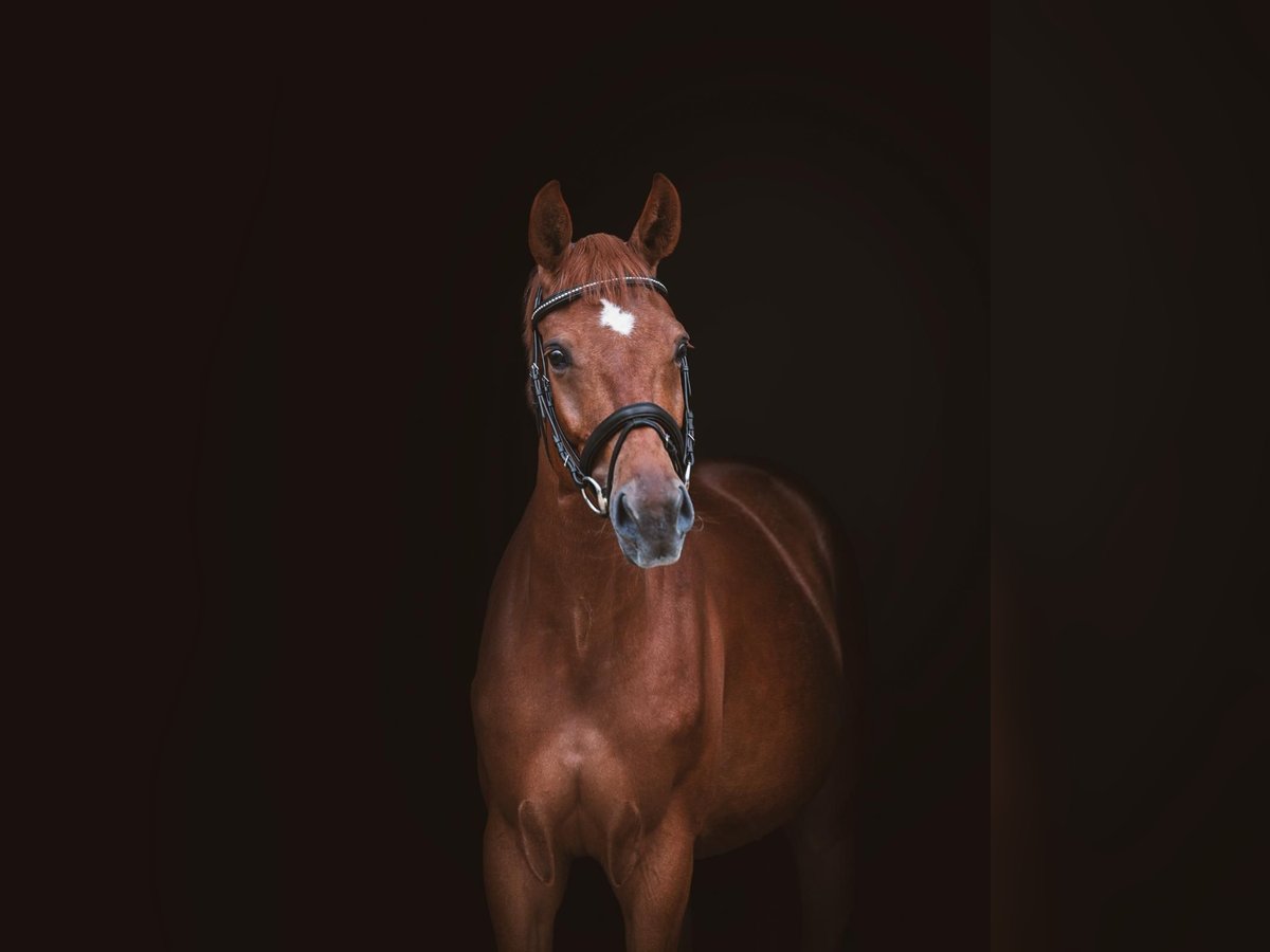 German Sport Horse Gelding 6 years 16 hh Chestnut-Red in Bruchsal