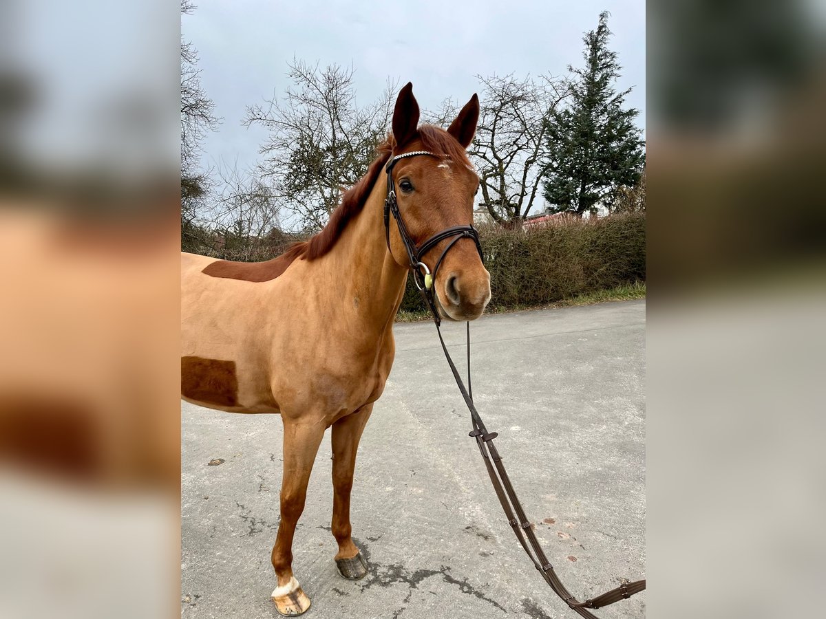 German Sport Horse Gelding 6 years 16 hh Chestnut-Red in Pirmasens