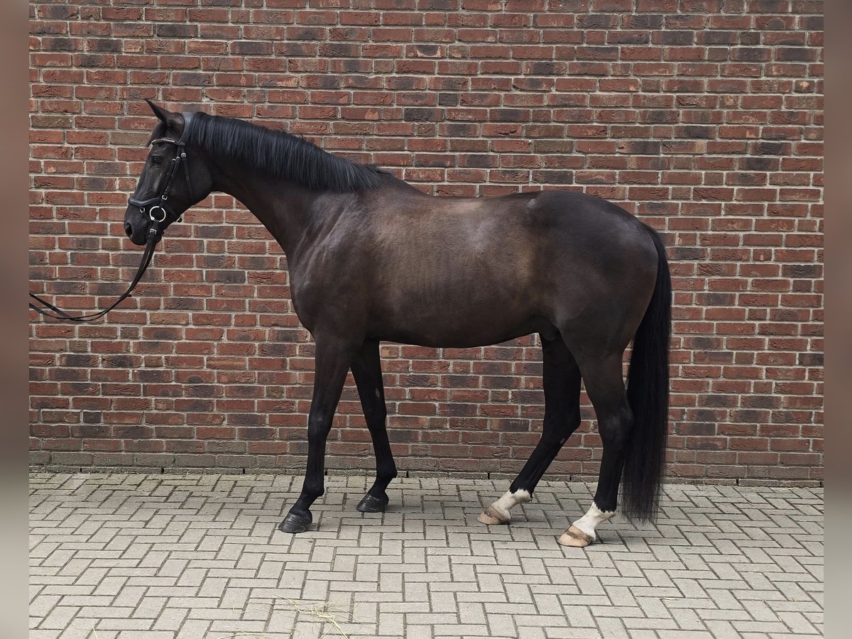 German Sport Horse Gelding 6 years 16,1 hh Black in Hoppegarten