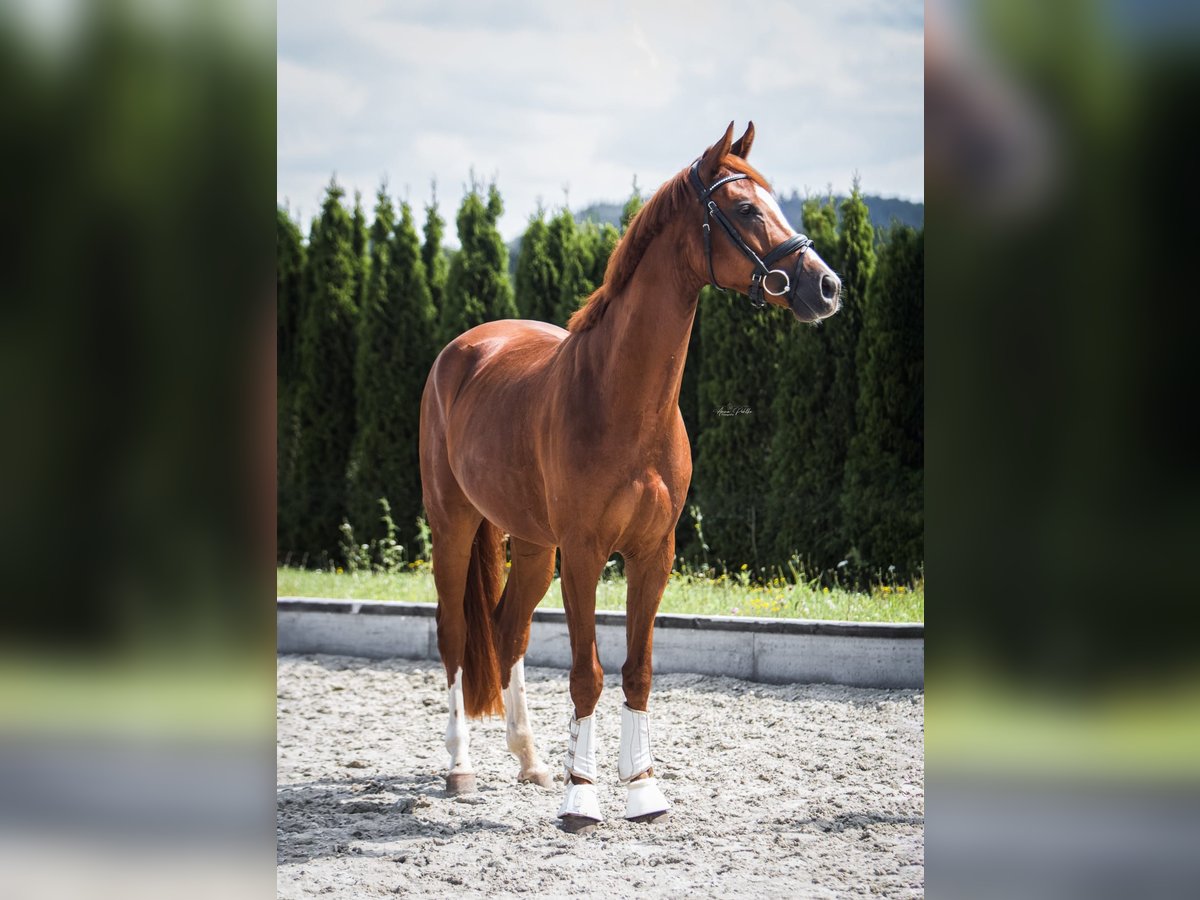German Sport Horse Gelding 6 years 16,1 hh Chestnut-Red in Bruchsal German Sport Horse Gelding 6 years 16,1 hh Chestnut-Red in Bruchsal