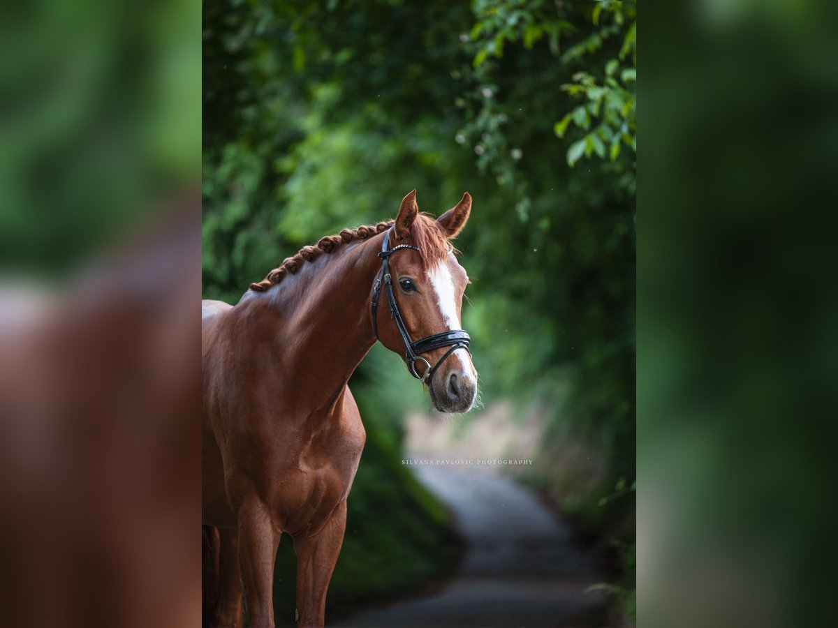 German Sport Horse Gelding 6 years 16,1 hh Chestnut-Red in Bruchsal German Sport Horse Gelding 6 years 16,1 hh Chestnut-Red in Bruchsal