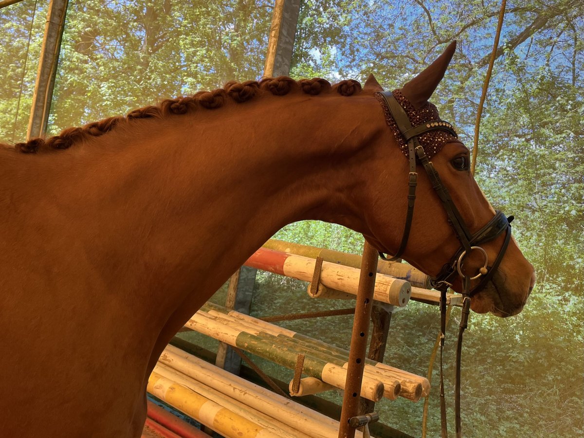 German Sport Horse Gelding 6 years 16,1 hh Chestnut-Red in Harsdorf