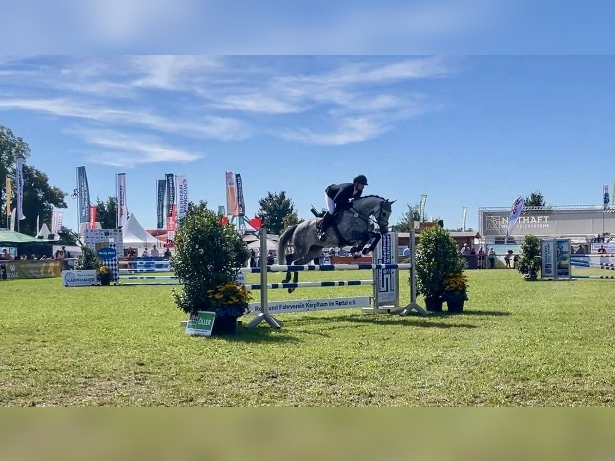 German Sport Horse Gelding 6 years 16,1 hh Grey in Haarbach