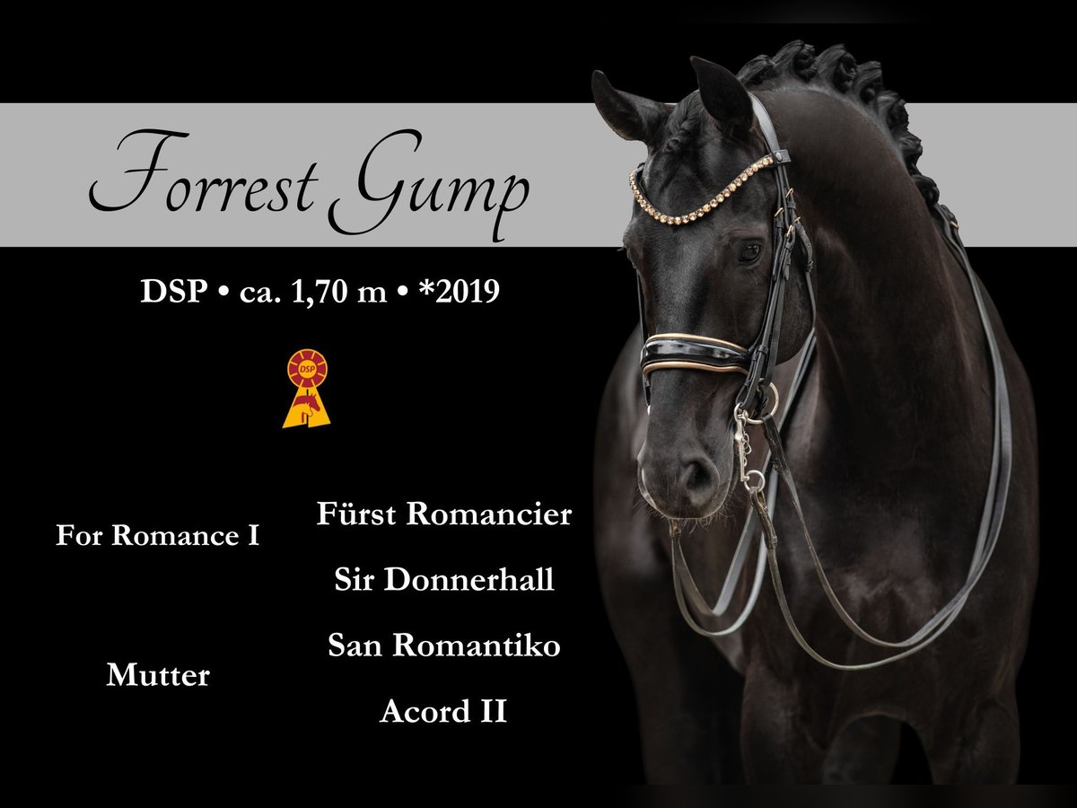 German Sport Horse Gelding 6 years 16,2 hh Black in Wehringen