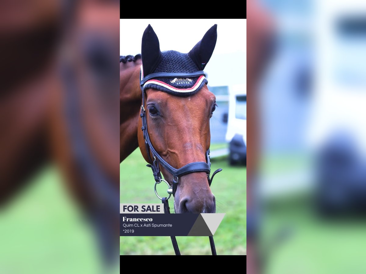 German Sport Horse Gelding 6 years 16,2 hh Brown in Biblis