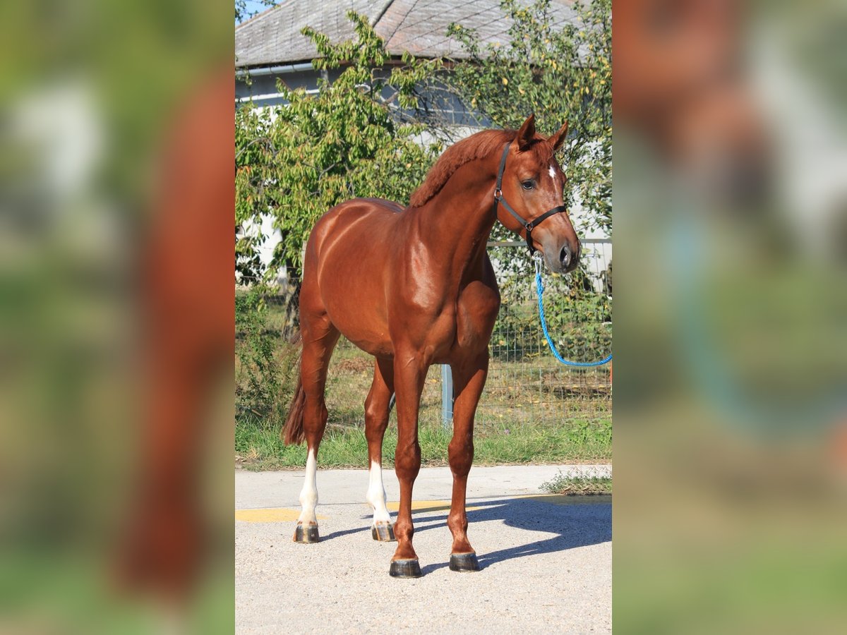 German Sport Horse Gelding 6 years 16,2 hh Chestnut-Red in Marburg
