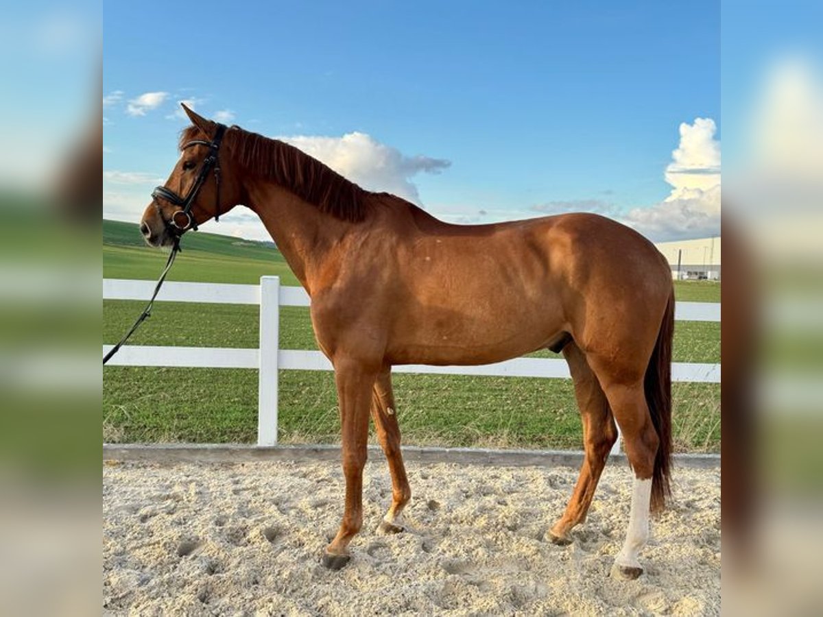 German Sport Horse Gelding 6 years 16,2 hh Chestnut-Red in Allershausen