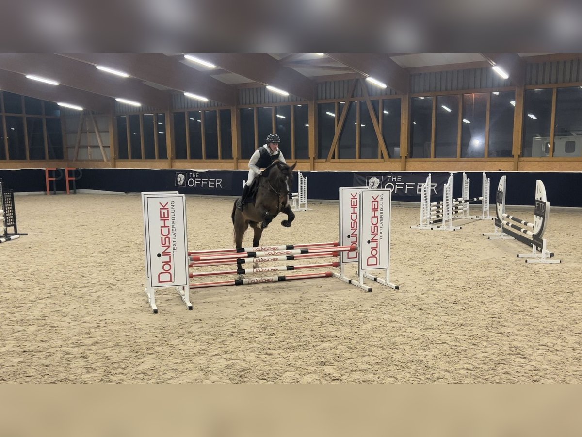 German Sport Horse Gelding 6 years 16,2 hh in Mengen