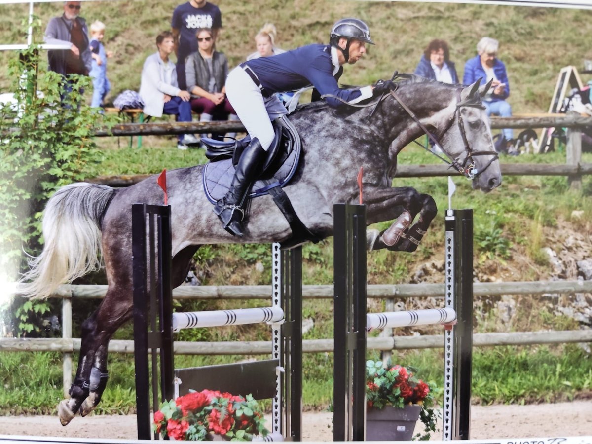 German Sport Horse Gelding 6 years 16,3 hh Grey-Fleabitten in La Chaux-de-Fonds
