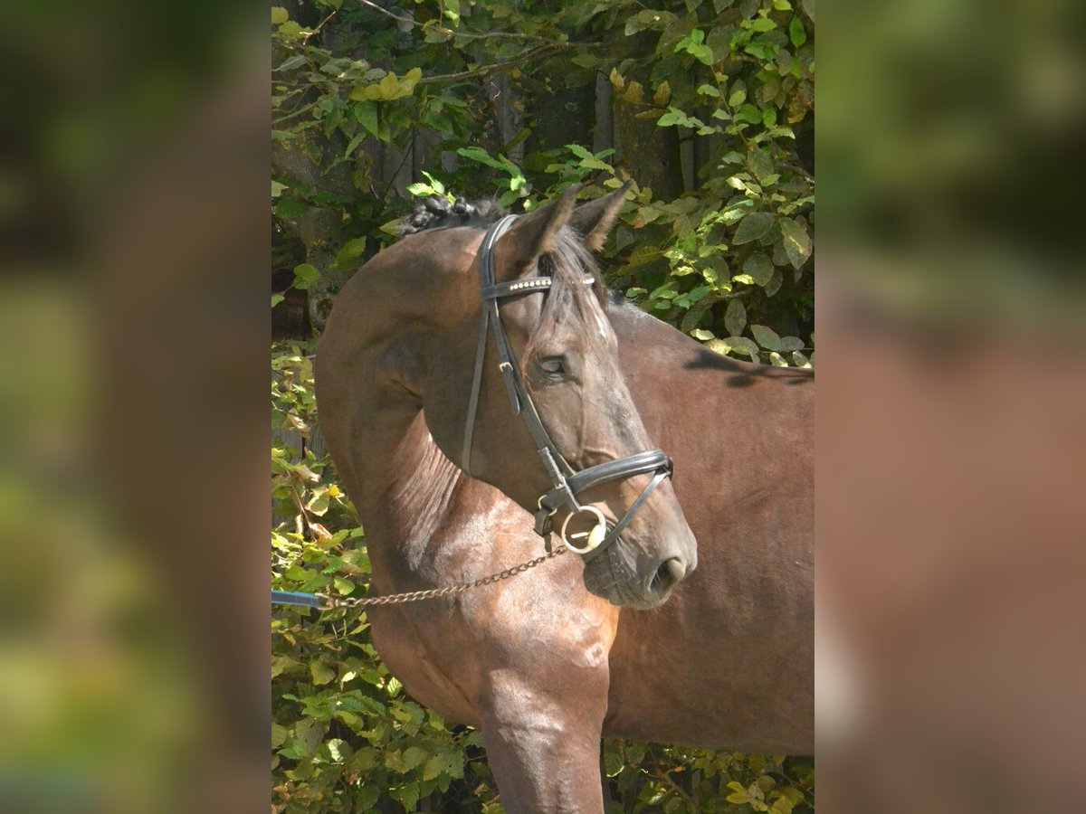 German Sport Horse Gelding 6 years 17,2 hh Black in Würzburg