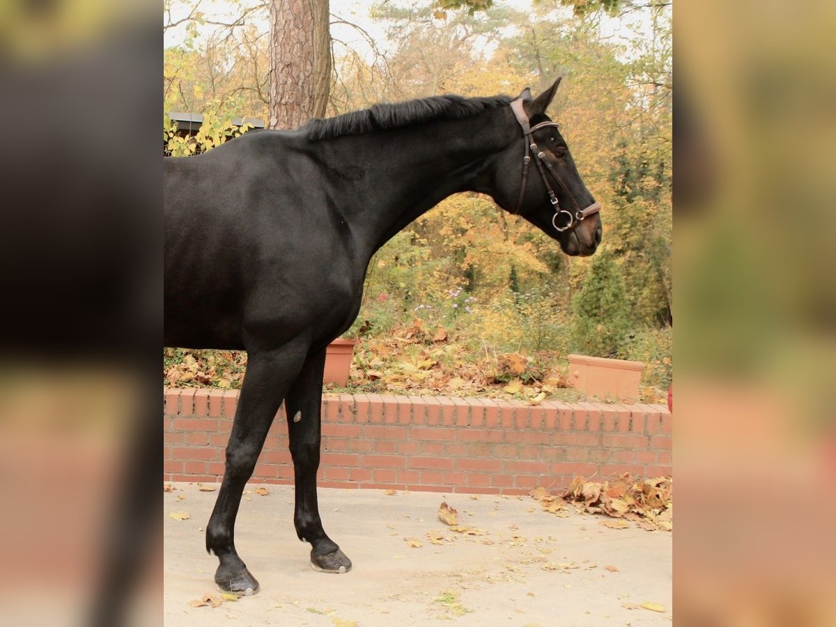 German Sport Horse Gelding 6 years 17,2 hh Smoky-Black in Berlin