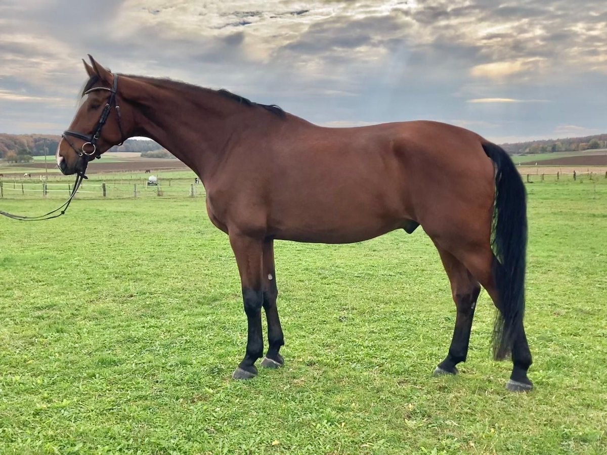 German Sport Horse Gelding 6 years 17,3 hh Brown in Lonsee