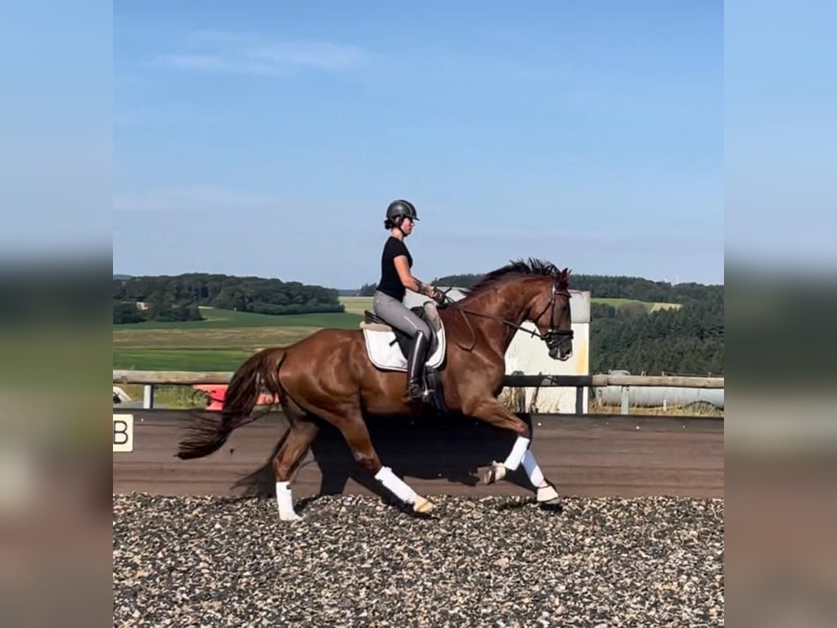 German Sport Horse Gelding 6 years 17 hh Chestnut-Red in Thalfang
