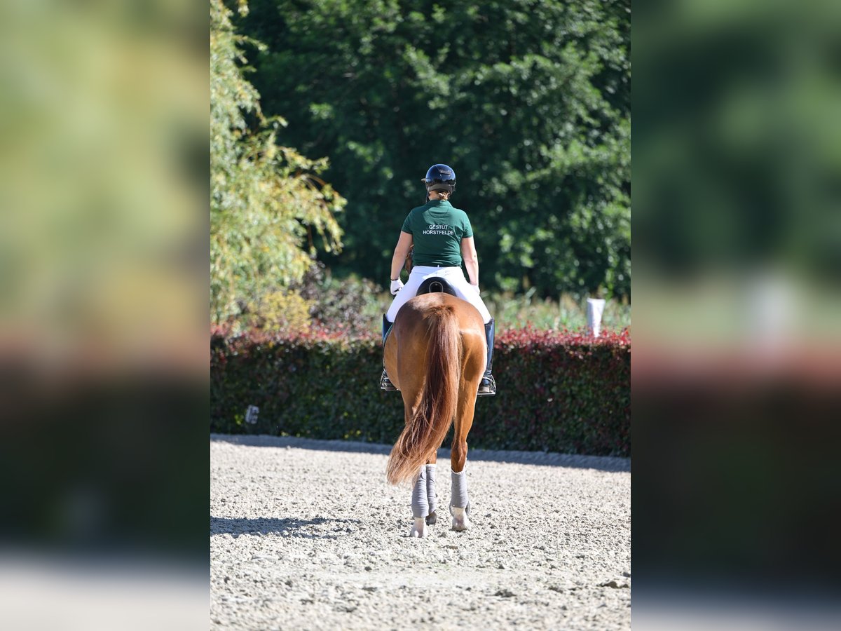 German Sport Horse Gelding 6 years Brown in Zossen