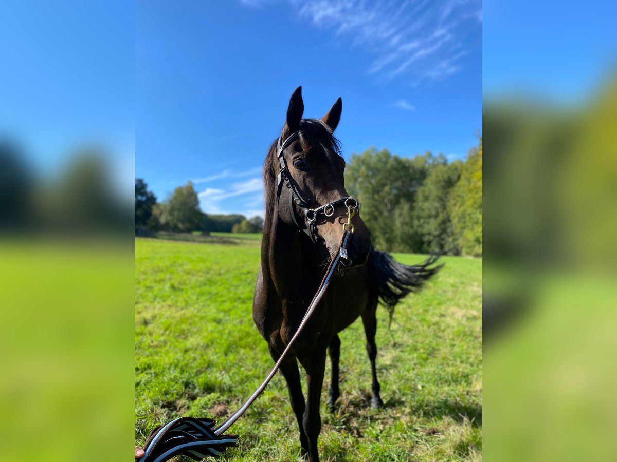 German Sport Horse Gelding 7 years 15,2 hh Bay-Dark in Hartha