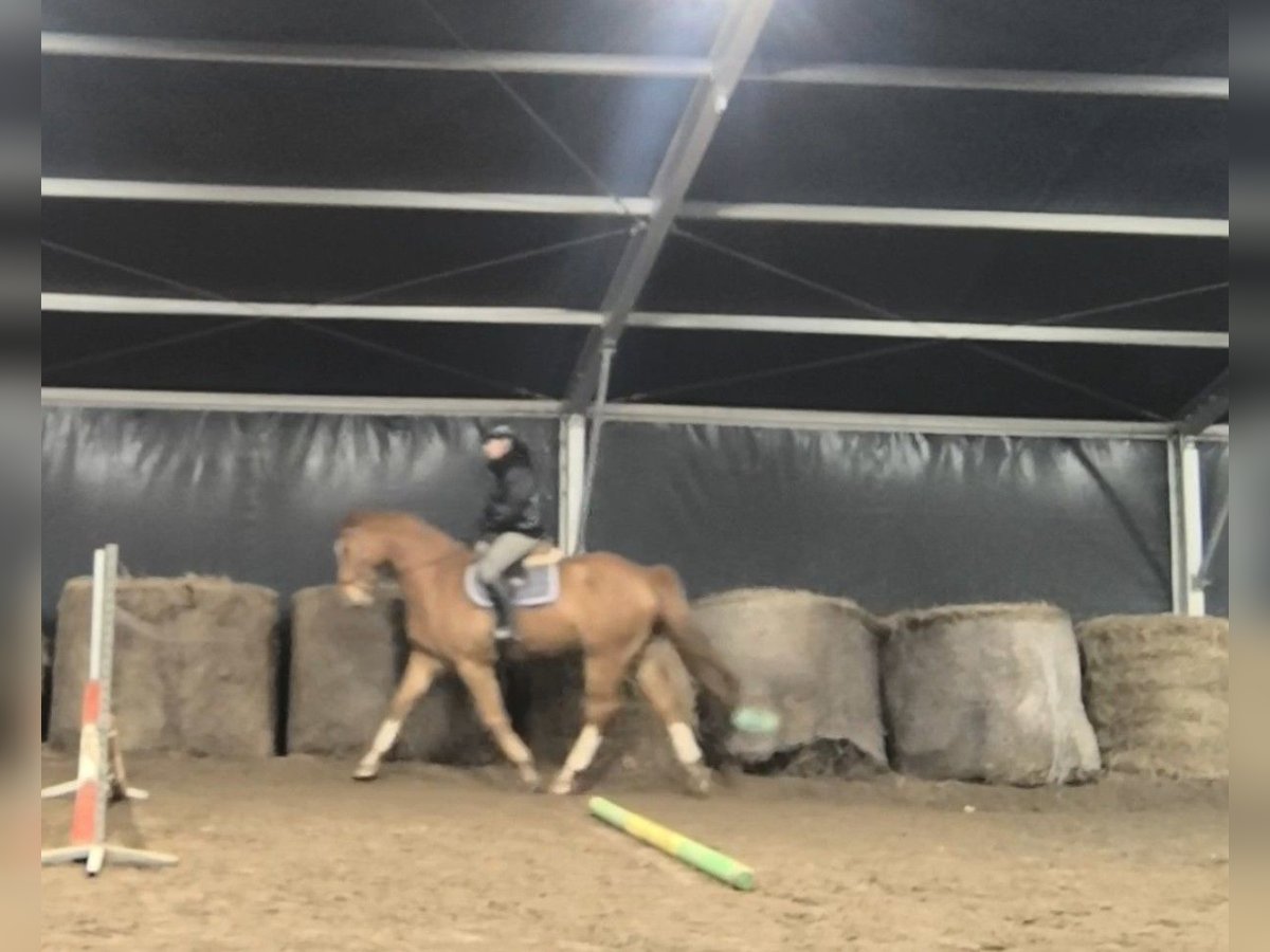 German Sport Horse Gelding 7 years 16,1 hh Chestnut-Red in Słupsk